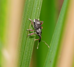 Aoplocnemis rufipes