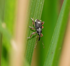 Aoplocnemis rufipes