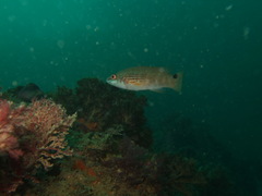 Ctenolabrus rupestris