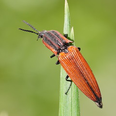 Elatichrosis trisulcatus
