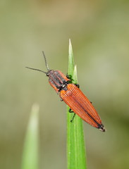 Elatichrosis trisulcatus