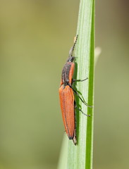 Elatichrosis trisulcatus