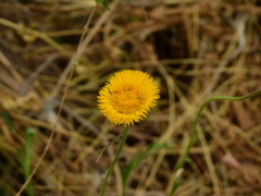 Hysterionica jasionoides
