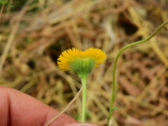 Hysterionica jasionoides