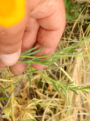 Hysterionica jasionoides