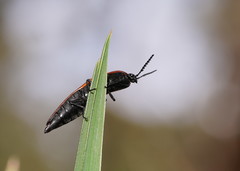 Elatichrosis trisulcatus