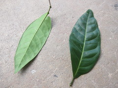 Chrysobalanaceae