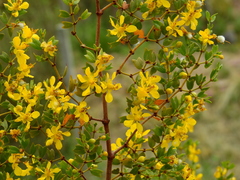 Larrea cuneifolia