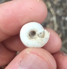 Anguispira strongylodes