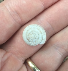 Anguispira strongylodes