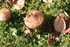 Paxillus involutus