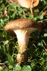Paxillus involutus