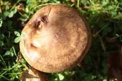 Paxillus involutus