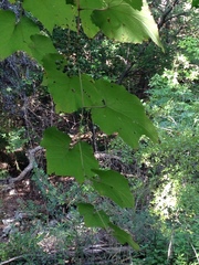 Vitis monticola