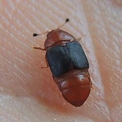 Caplothorax melanopterus