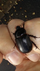 Xyloryctes jamaicensis