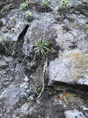 Hechtia pretiosa