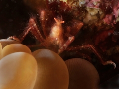 Achaeus japonicus