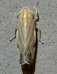 Deltanus texanus