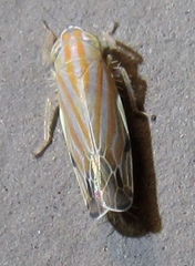 Deltanus texanus
