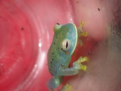 Cochranella granulosa