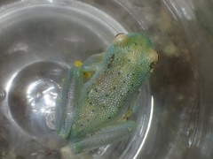 Cochranella granulosa