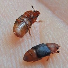 Caplothorax melanopterus