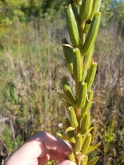 Oenothera biennis