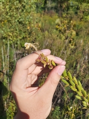 Oenothera biennis