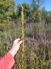 Oenothera biennis