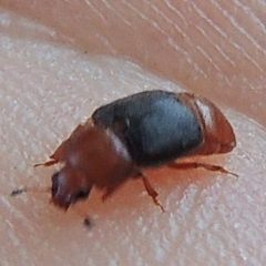 Caplothorax melanopterus