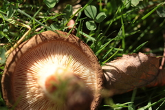 Paxillus involutus