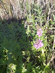 Lythrum salicaria