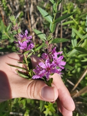 Lythrum salicaria
