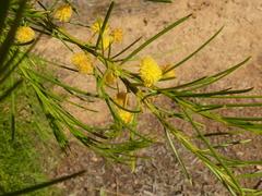 Acacia euthycarpa