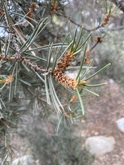 Pinus quadrifolia