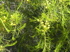 Acacia euthycarpa