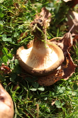 Paxillus involutus