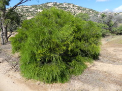 Acacia euthycarpa