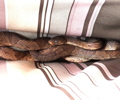 Trimorphodon paucimaculatus