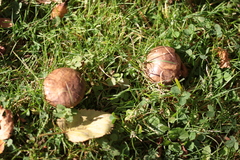 Paxillus involutus