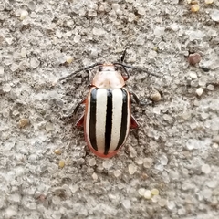 Disonycha leptolineata