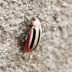 Disonycha leptolineata