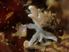Phyllodesmium crypticum