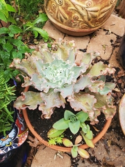 Gibbiflorae
