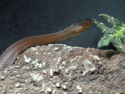 Red Spitting Cobra