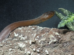 African Cobra photo 3