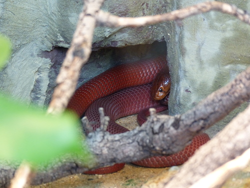 Red Spitting Cobra