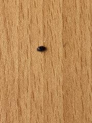 Anthrenocerus australis