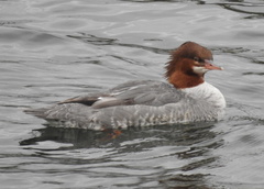 Mergus merganser